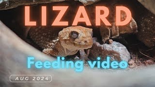 Feeding my lizards [upl. by Coop]