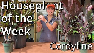 Cordyline  Houseplant of the week [upl. by Aliber685]