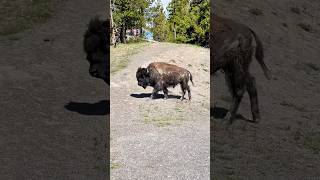 Walking with Giants Bison 🦬 Encounters in Yellowstone’s Wilderness [upl. by Sirmons]