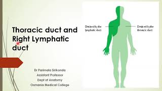 Thoracic duct and Right lymphatic duct [upl. by Sass]