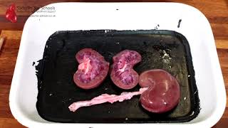 Kidney Excretory System Dissection GCSE A Level Biology NEET Practical Skills [upl. by Ettevol]