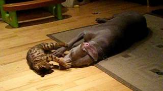 Bengal cat vs Weimaraner dog [upl. by Dorolisa]