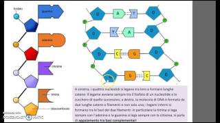 Il DNA struttura e replicazione [upl. by Atisor]