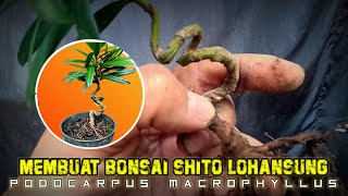 Membuat Bonsai Shito Lohansung Dari Stek Batang Podocarpus macrophyllus [upl. by Liddy]