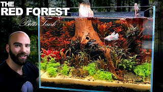 The Red Forest Betta Aquarium no filter no water change planted tank Aquascape Tutorial [upl. by Nosiaj735]