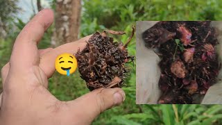 cardamomइलायची Harvesting Time [upl. by Godrich103]