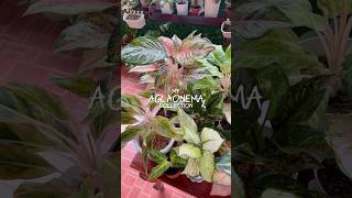 My aglao collection aglaonema aglaonemaplant chineseevergreen plants plantsmakepeoplehappy [upl. by Ahsein]