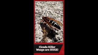 Cicada Killer Wasps are HUGE 😰 [upl. by Hokanson]