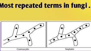 important mcqs fungiLesson no22 [upl. by Lorraine234]