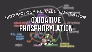 IB Biology HL Cell Respiration  Oxidative Phosphorylation [upl. by Rawden]