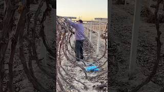 Burying grape vines for winter protection process [upl. by Dibbell]