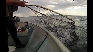 Lingcod fishing is just getting better maybe its the Bait quotHERRINGquot [upl. by Ralip907]