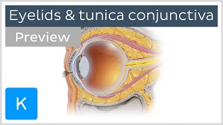 Eyelids and tunica conjunctiva preview  Human Anatomy  Kenhub [upl. by Carlisle]