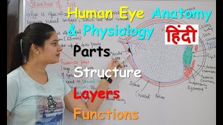 Human Eye Anatomy amp Physiology in Hindi  Structure  Parts  Functions  Rods amp Cones [upl. by Aicilra]