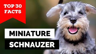 99 of Miniature Schnauzer Owners Dont Know This [upl. by Lirret123]