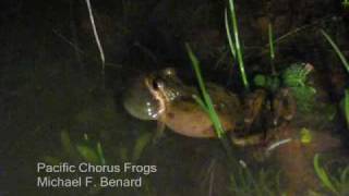 Calling Male Pacific Chorus Frogs [upl. by Eicram]