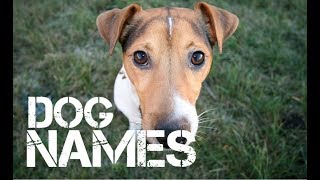 male Dog Names that start with j  YouTube [upl. by Luelle]