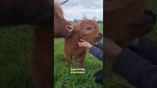 These mini cows are the size of a regular farm dog [upl. by Panther]