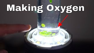 Making My Own Oxygen With Photosynthesis [upl. by Nylazor956]