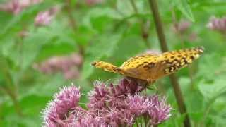 Great Spangled Fritillary  August 31 2013 [upl. by Latta]