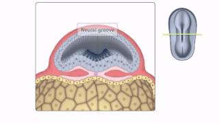 General Embryology  Detailed Animation On Neurulation [upl. by Konikow111]