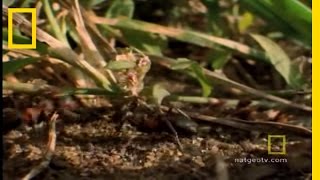 Parasitic Mind Control  National Geographic [upl. by Susejedesoj]