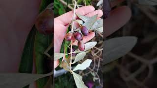 Making of olive oil in Liguria [upl. by Wamsley135]