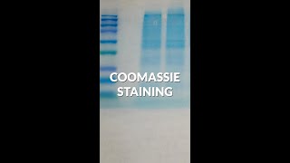 How Coomassie staining works in protein analysis shorts [upl. by Koo]