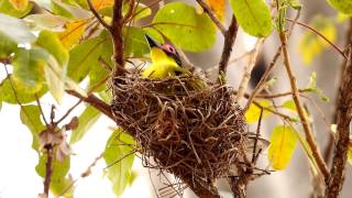 Australasian Figbird Sphecotheres flaviventris ♂ in a Nest  Australischer Feigenpirol im Nest 2 [upl. by Petr]