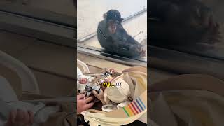 Le sourire incroyable dun chimpanzé en voyant un bébé au zoo [upl. by Nicks]