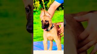 ❤️🔥🔥❤️malinois pets doglover germanshepherd dog k9 [upl. by Nrojb]