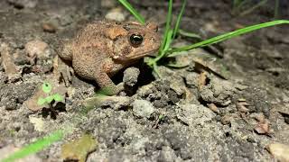 Awesome Toad at Lake Carlos State Park in Carlos MN 61424 [upl. by Henn135]