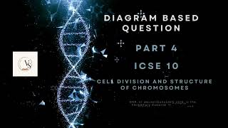 ICSE Class 10 Biology  Chromosome and Cell Division Explained  DiagramBased Question Part 4 [upl. by Filmore]