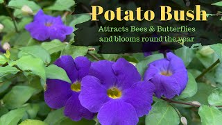 How to grow and care Thunbergia ErectaKings mantlePotato bushBush clock vine [upl. by Quiteri]