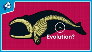 What is the Evidence for Evolution [upl. by Altheta]