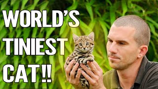 Rusty Spotted Cat  Everything About The Worlds Smallest Cat [upl. by Daj]