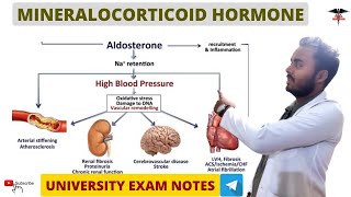 Mineralocorticoids  Aldosterone Hormone  Endocrine Physiology [upl. by Hollie705]