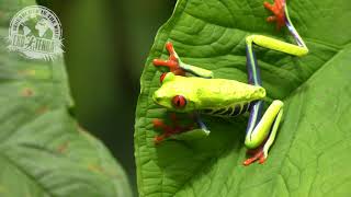 Agalychnis callidryas  RedEyed Tree Frog [upl. by Amling216]