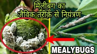 mealybug  how to control white mealybugs  मिलीबग का जैविक तरीक़े से नियंत्रण [upl. by Aubyn]