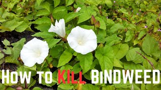 How to KILL Bindweed [upl. by Chew]