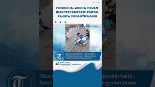 Fenomena Langka Ribuan Ikan Lemuru Terdampar di Pantai Rajegwesi Banyuwangi [upl. by Lemrej]