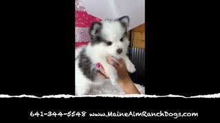 Watch these 9 week old Pomsky puppies Levi Jack Kyle Kenny Kurt amp Kelsi having a great time with [upl. by Ennovaj]