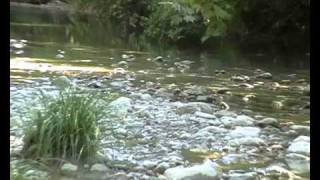 ACHERONTAS RIVER Stis piles tou adisto klarino ILIAS KORAKIS [upl. by Nodnarb885]