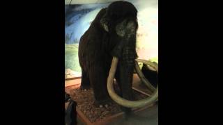 Wooly Mammoth  La Brea Tar Pits museum [upl. by Coralie]