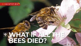 DEMYSTIFIED What Would Happen If All the Bees Died  Encyclopaedia Britannica [upl. by Aneele]