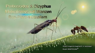 Teufelsklauen sind Wanzenpflanzen Proboscidea amp Dicyphus A BugPlantMutualism [upl. by Nahtnamas583]