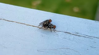 Flies mating [upl. by Liliane]