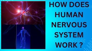 How does Human Nervous System works Class 10 Nervous SystemNeurotransmisson in human beings [upl. by Ahsykal]