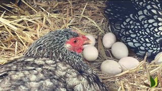 PORTRAIT Martine la poule Wyandotte  Truffaut [upl. by Gail84]