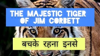 The Majestic Tiger of Jim Corbett National Park II बाल बाल बचे [upl. by Legnaros]